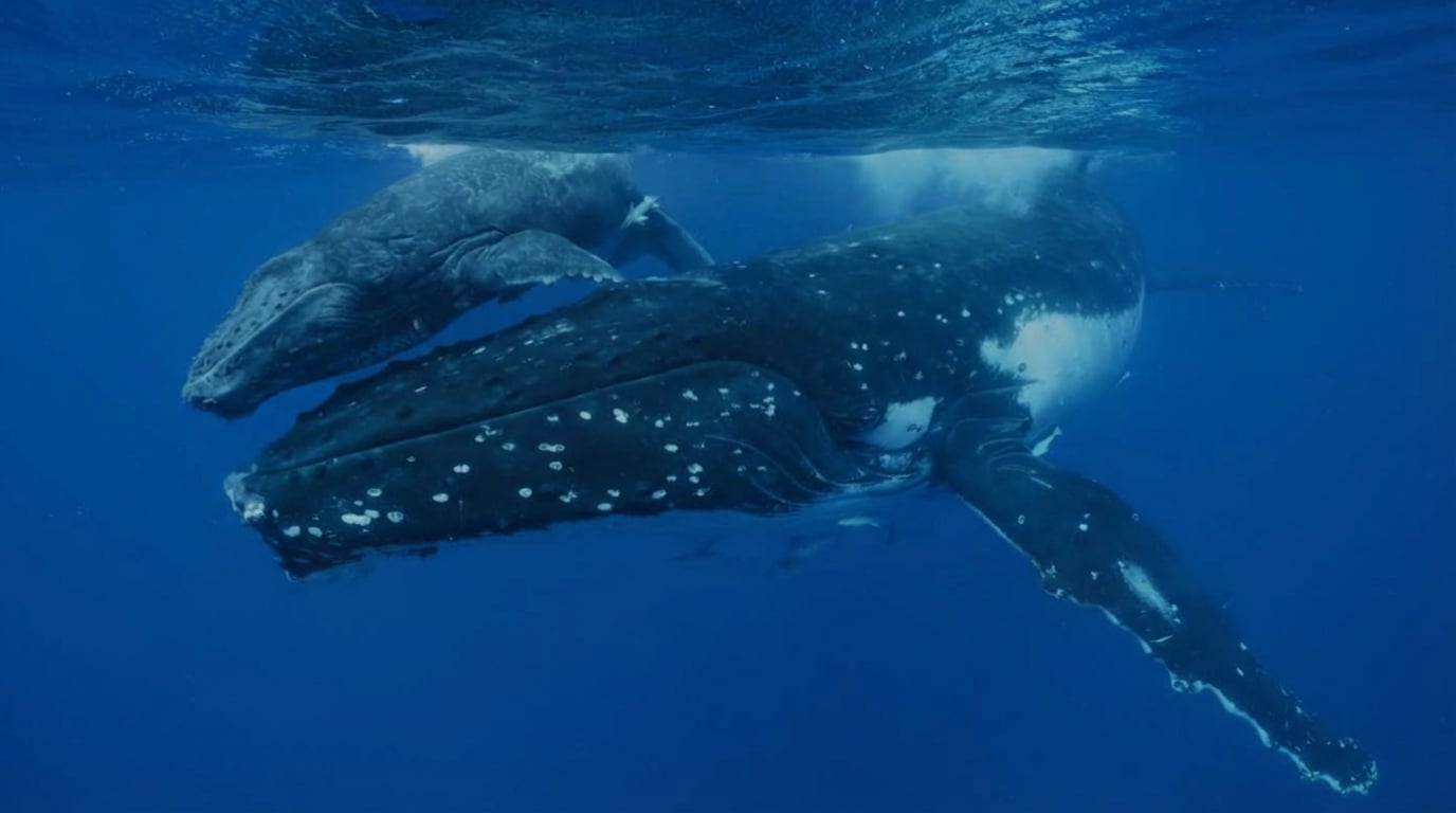 Mind Body Water Whales with Above Below